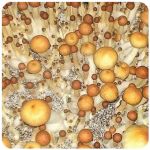 Псилоцибиновые (галлюциногенные)  грибы Psilocybin "Golden Teacher" в Острогожске